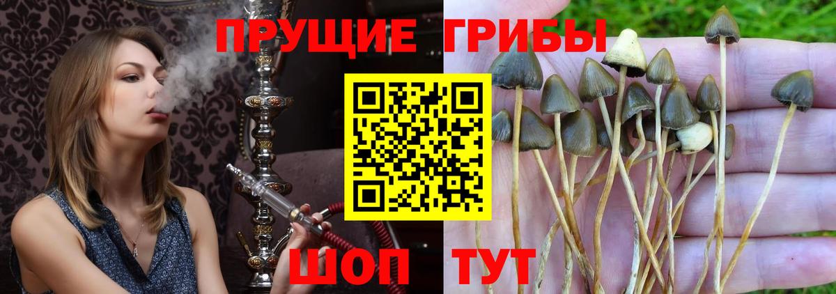 Галлюциногенные грибы ЛСД  Галлюциногенные грибы прущие грибы  Москва  хочу   Вход с VPN 